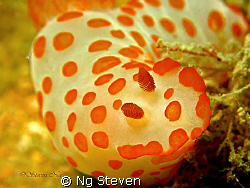 like a serpent...A640/Inon Z240 by Ng Steven 